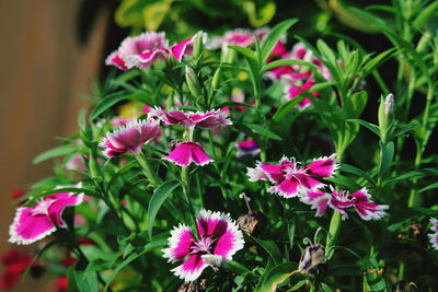 Close-up of pink flowering plants