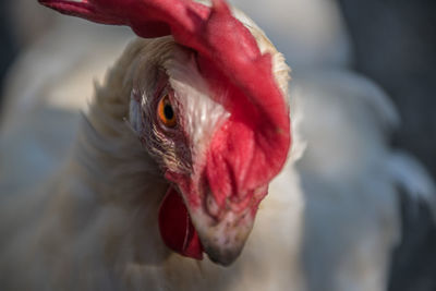 Close-up of cock