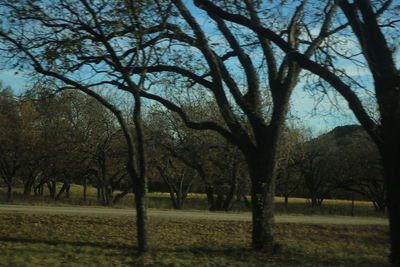 Bare trees on landscape against sky