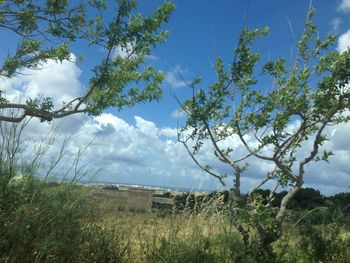 Trees on landscape against blue sky