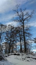 Close-up of tree against sky