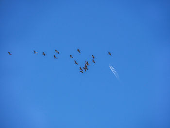 Low angle view of birds flying in sky