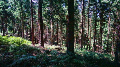 Trees in forest