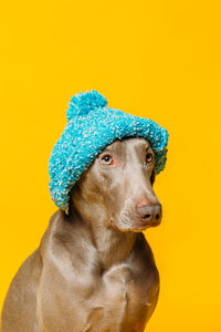 Close-up of a dog over yellow background