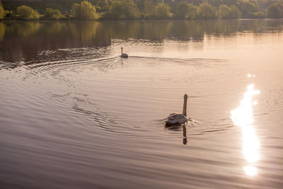 View of ducks swimming in lake