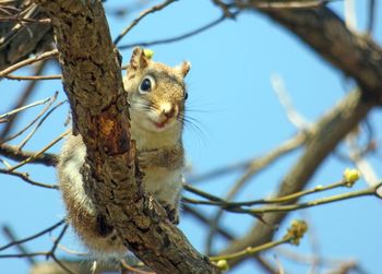 Low angle view of squirrel on bare tree