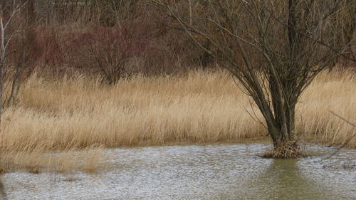 View of bare trees on riverbank