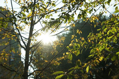 Sun shining through trees