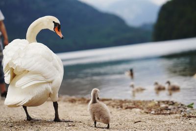 Swans at lakeshore