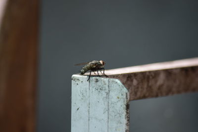 Close-up of bird perching on wall