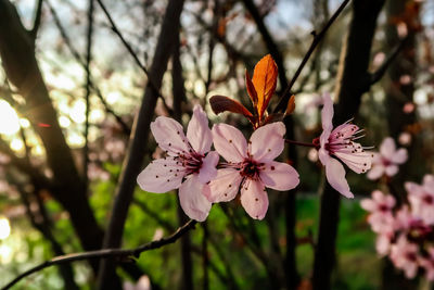 Close-up of pink cherry blossoms