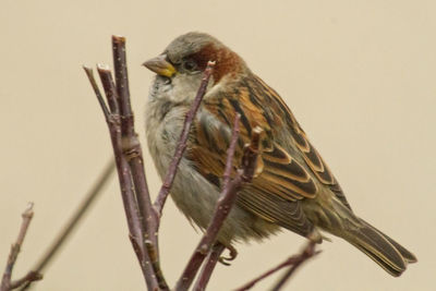 Bird perching on wall