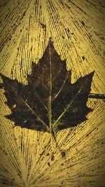 Close up of leaf