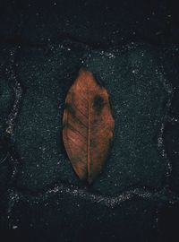 High angle view of sunlight falling on dry leaf