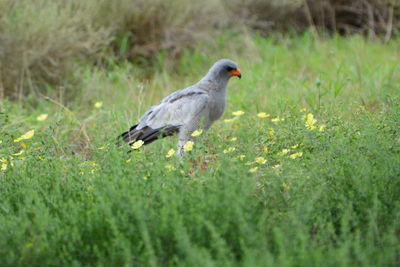 Bird perching on grass