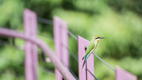 Close-up of bird perching on wooden post