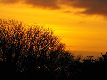 Silhouette of trees at sunset