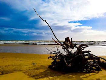 Driftwood on beach against sky