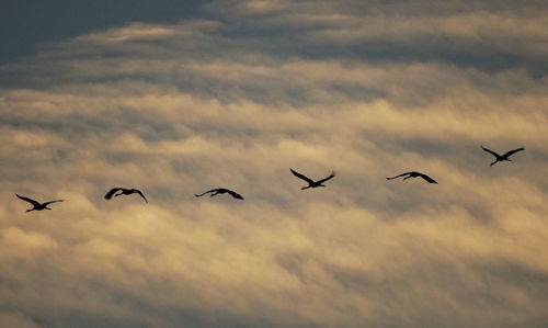 Low angle view of birds flying in sky