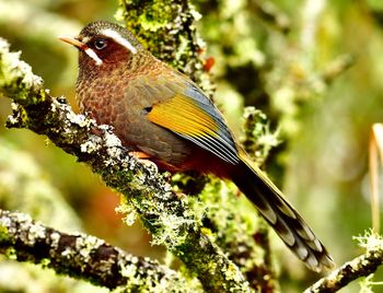 Close-up of a bird perching on branch