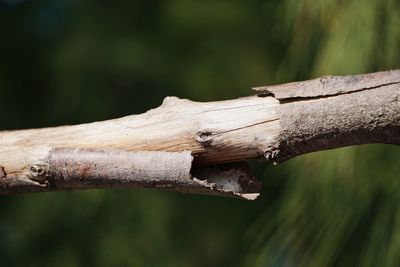 Close-up of log on tree in forest - mauritius