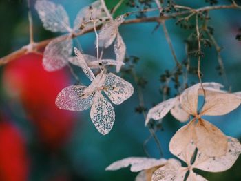 Close-up of dried hydrangeas