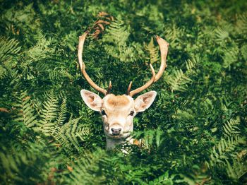 Portrait of deer