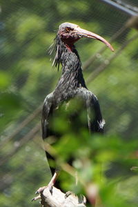 Close-up of bird perching on a tree