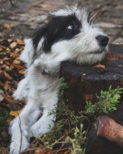 Close-up of dog