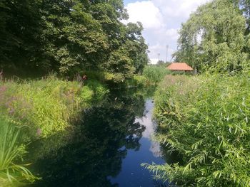 Trees and plants by canal against sky