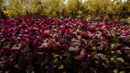 Close-up of pink flowering plants