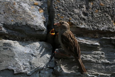 Close-up of bird perching on rock