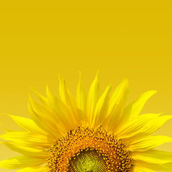 Close-up of sunflower against yellow background