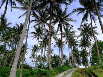 Low angle view of palm trees against sky