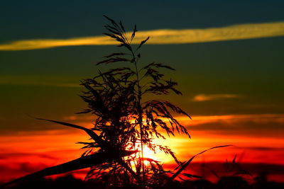 Close-up of plant silhouette against romantic  sky during sunset 