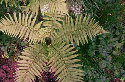 Plant growing on a tree