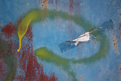 Close-up of turtle in water