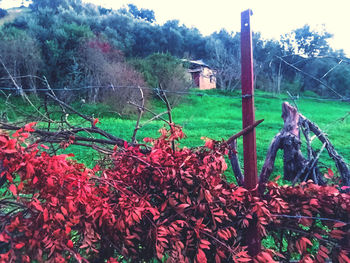 Red flowering trees on field against sky