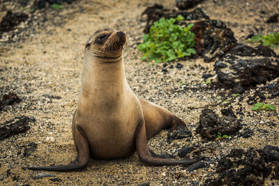 Seal at beach