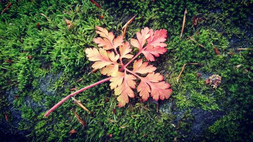 Close-up of autumn leaves on field