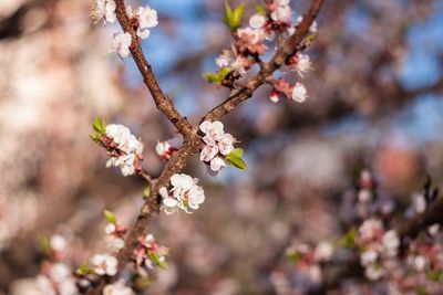 Close-up of cherry blossoms