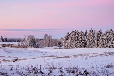 Snow covered field against sky during winter