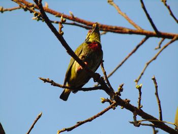 Low angle view of bird perching on branch against sky