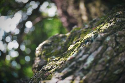 Close-up of moss growing on tree trunk