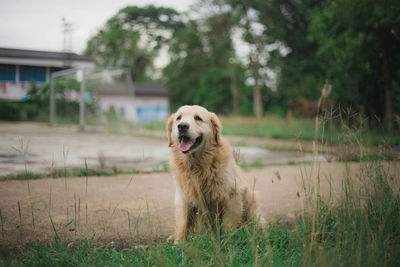 Dog looking away on field