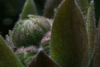 Close-up of prickly pear cactus