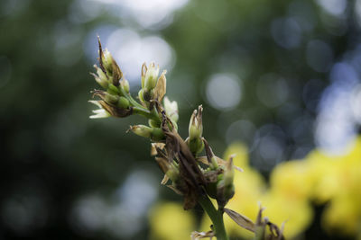 Close-up of fresh plant