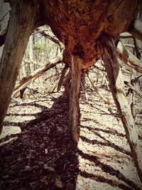 Bare trees in forest