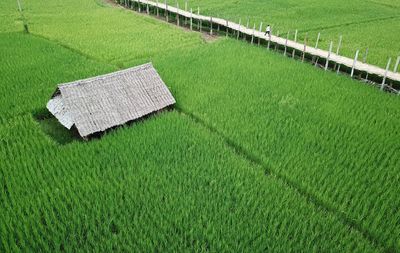 High angle view of agricultural field