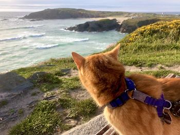 Dog on the sea shore